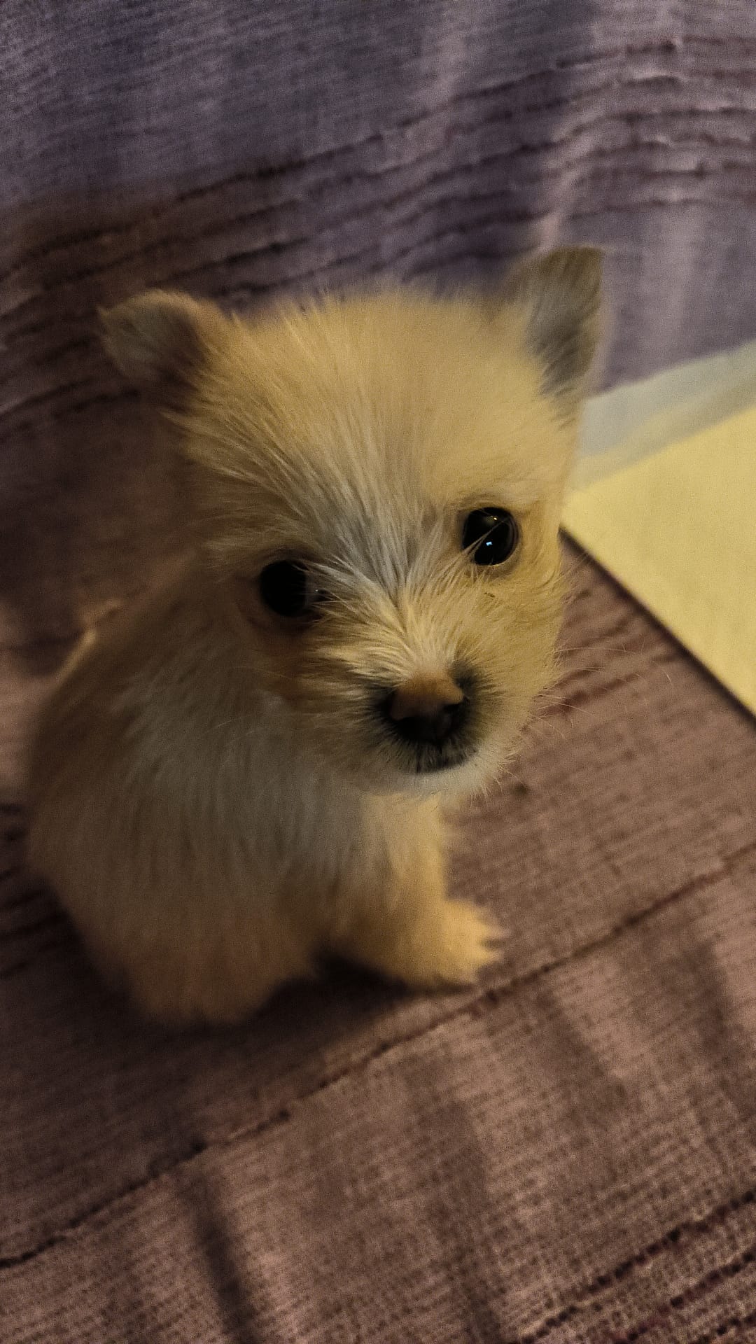 foto perrillo falsa protectora