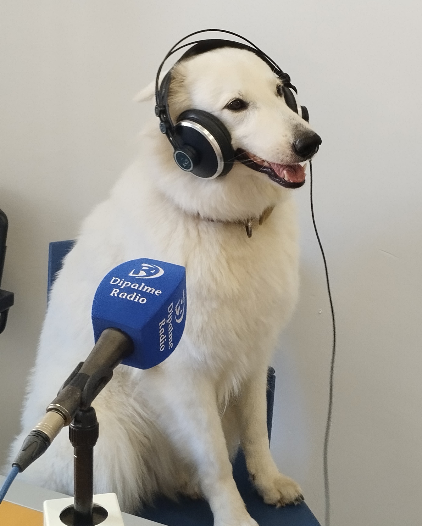 indiana, enrique rapallo