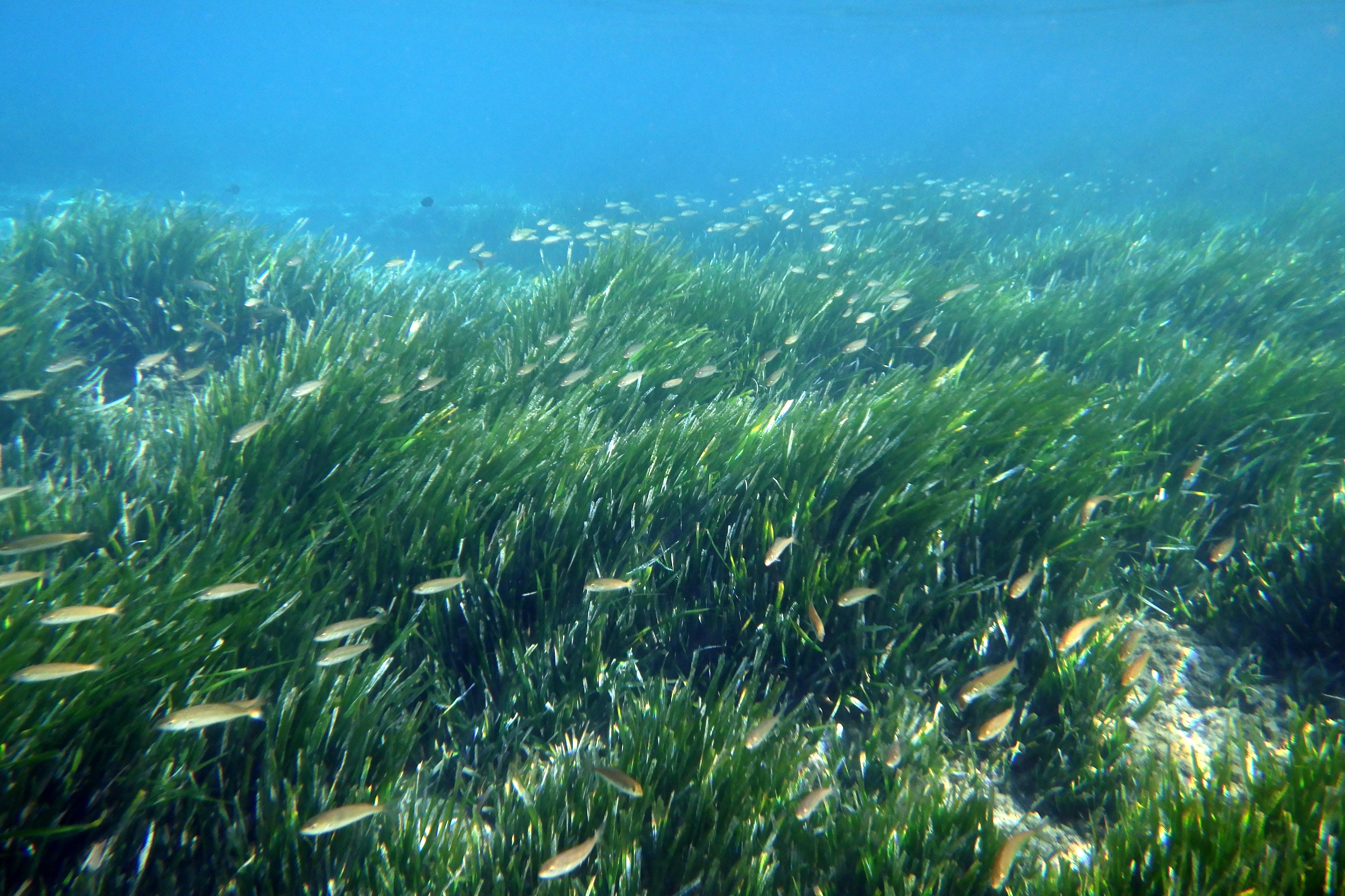 posidonia