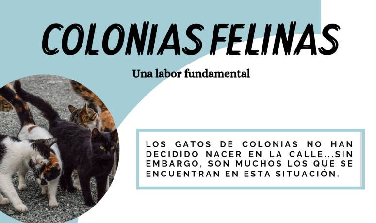 equinac colonias felinas