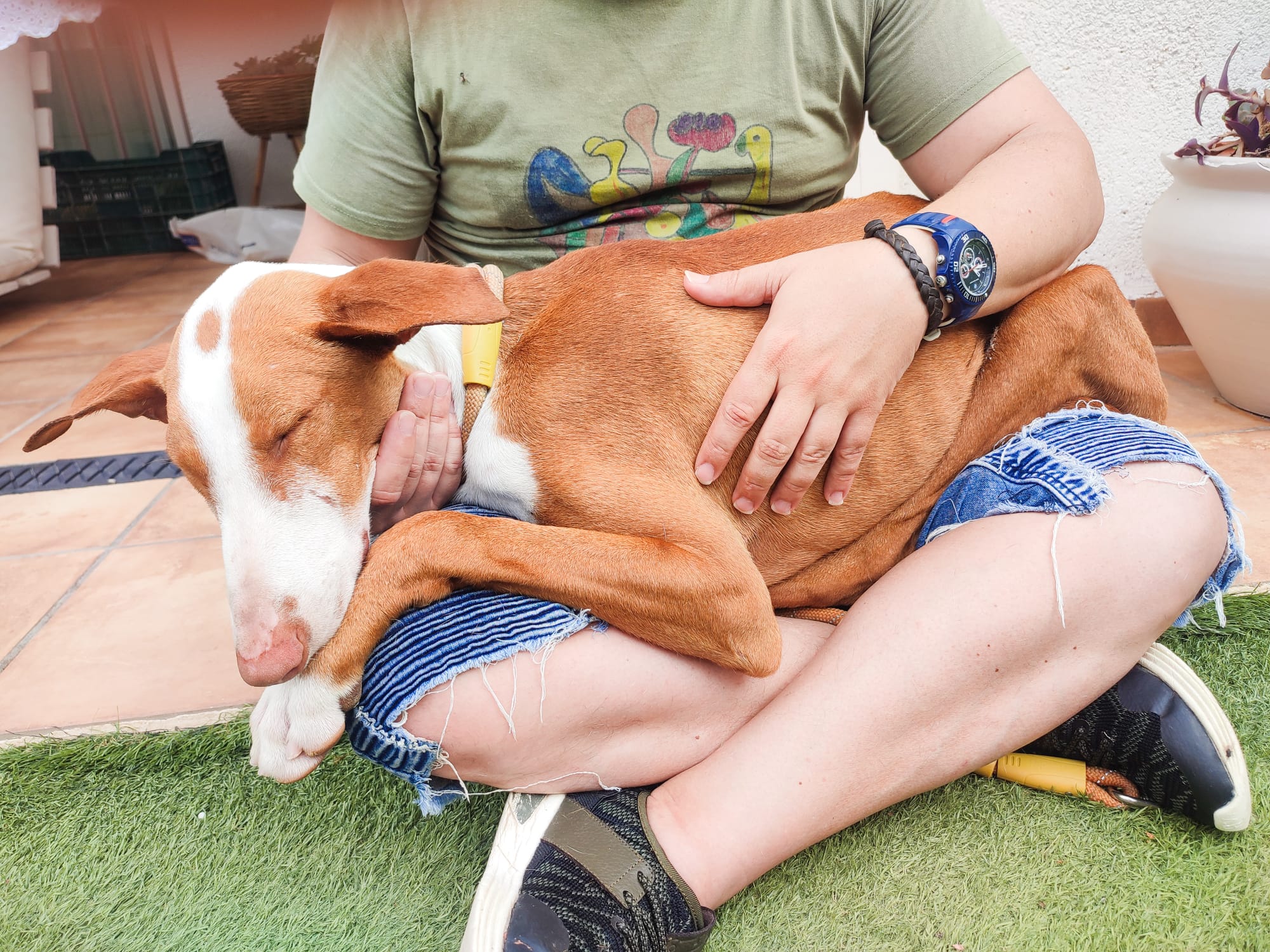 foto podenco