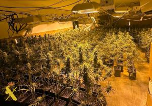 MARIHUANA LAS TRES VILLAS