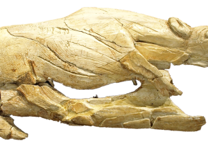 Propulsor prehistórico