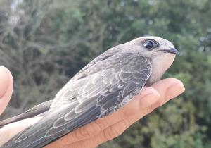 SOS Vencejos. Intermodal Almería