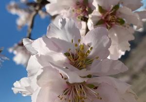 almendro en flor albox