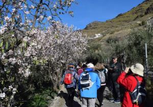 almendro en flor