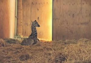 jirafa Tabernas rothschild