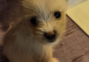 foto perrillo falsa protectora