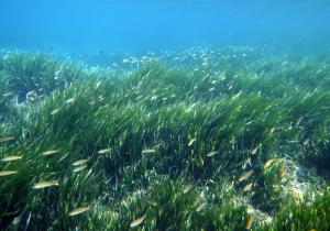 posidonia