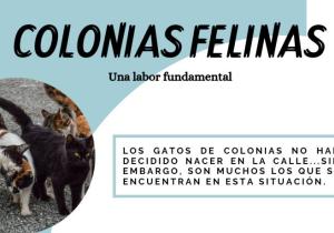 equinac colonias felinas