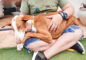 foto podenco